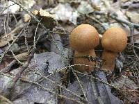 Cortinarius armillatus image