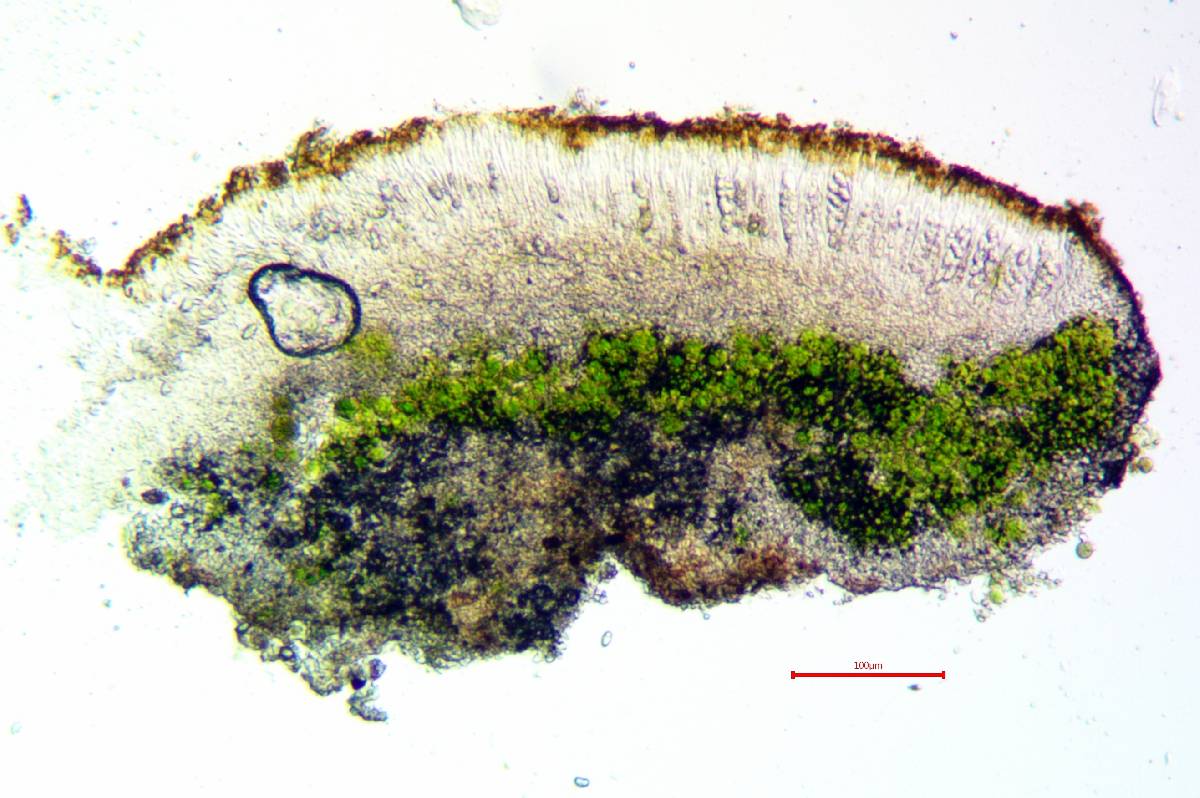 Caloplaca stanfordensis image