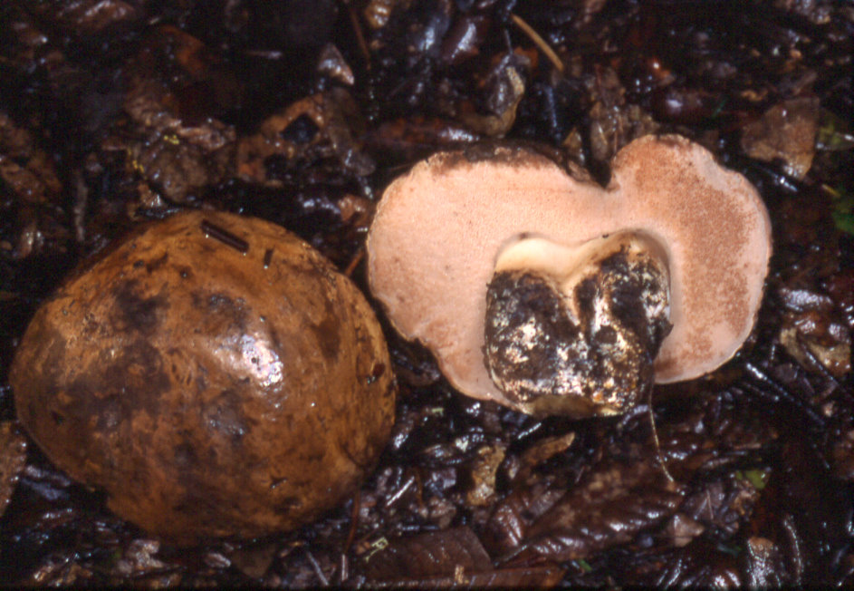 Tylopilus humilis image