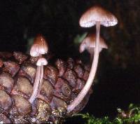 Mycena purpureofusca image