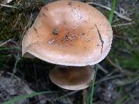 Hebeloma mesophaeum image