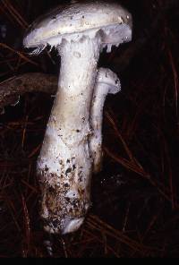 Amanita smithiana image