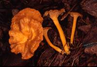 Cantharellus ignicolor image