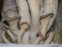 Pleurotus columbinus image