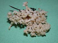 Clavulina coralloides image