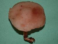 Rhodocollybia maculata image