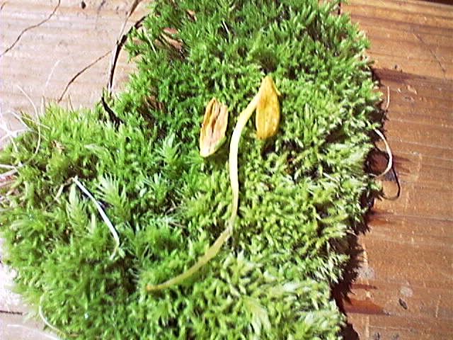 Galeropsis image