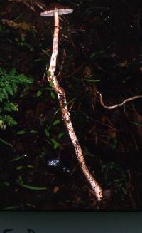Lepiota castanescens image