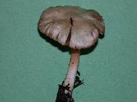 Inocybe whitei image