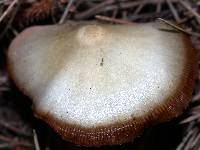 Entoloma cetratum image