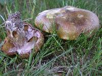 Suillus luteus image