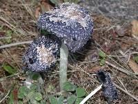 Coprinus calyptratus image