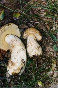 Boletus huronensis image