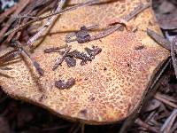Suillus tomentosus image
