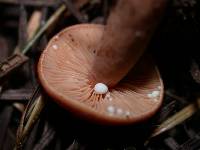 Lactarius subflammeus image