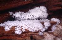 Ceratiomyxa fruticulosa var. fruticulosa image