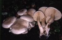 Clitocybe subconnexa image