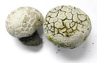 Lycoperdon subcretaceum image