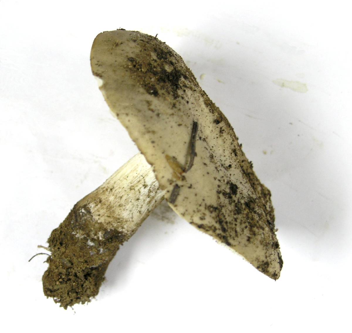 Melanoleuca evenosa image