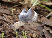 Helvella elastica image