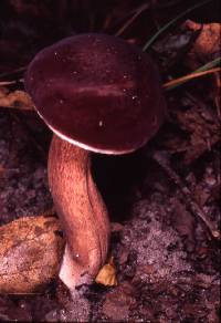 Xanthoconium purpureum image