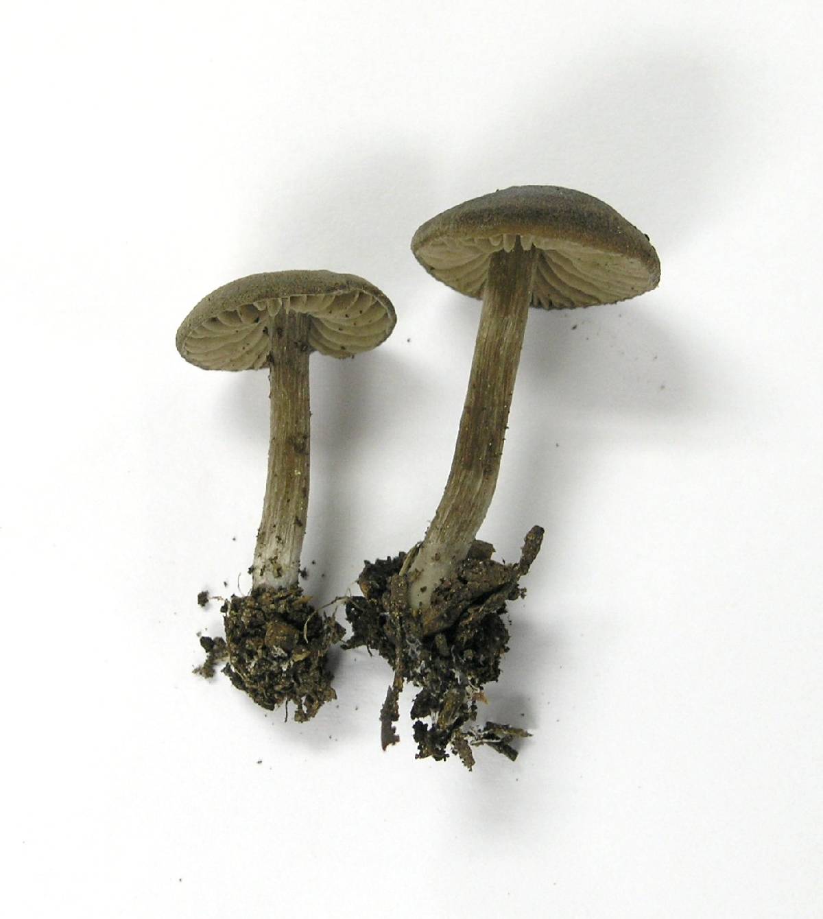 Nolanea verna var. isodiametrica image