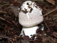 Amanita porphyria image