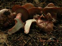 Hygrophorus purpurascens image