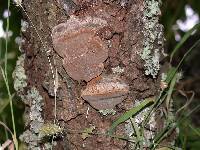 Phellinus pomaceoides image