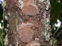 Phellinus pomaceoides image