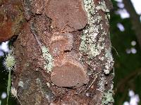 Phellinus pomaceoides image