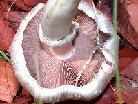 Agaricus californicus image