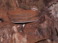 Ganoderma australe image