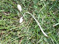 Conocybe apala image