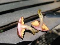 Gymnopilus luteofolius image