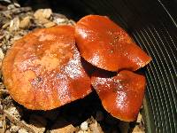 Gymnopilus luteofolius image