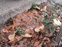 Ganoderma polychromum image