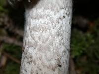 Amanita pachycolea image