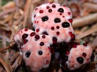 Hydnellum peckii image