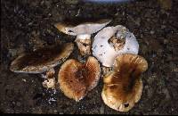 Tricholoma focale image