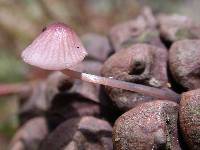 Mycena purpureofusca image