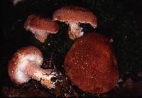 Cystodermella cinnabarina image