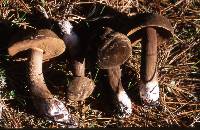 Tylopilus porphyrosporus image