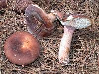 Russula brunneola image