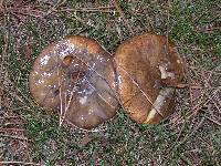 Suillus luteus image