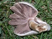 Agaricus californicus image