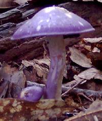 Cortinarius iodes image