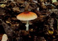 Leucoagaricus rubrotinctus image