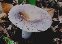 Russula cyanoxantha image