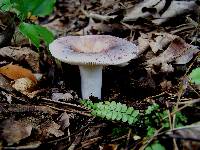 Russula cyanoxantha image